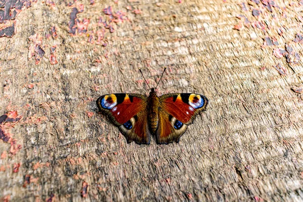 一张色彩斑斓的蝴蝶的照片 — 图库照片