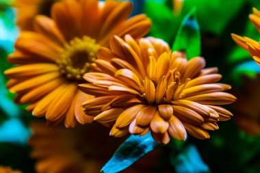 Bir portakal çiçeği yaklaş.