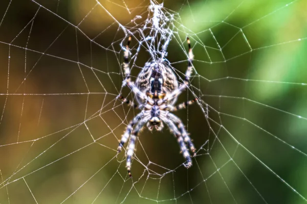 Pavouk Své Síti — Stock fotografie