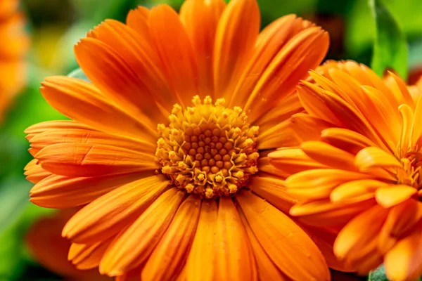 stock image An orange flower of calendula close up