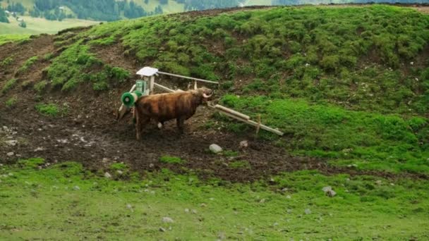 버팔로 긁어서 가축은 하늘을 초원에 — 비디오