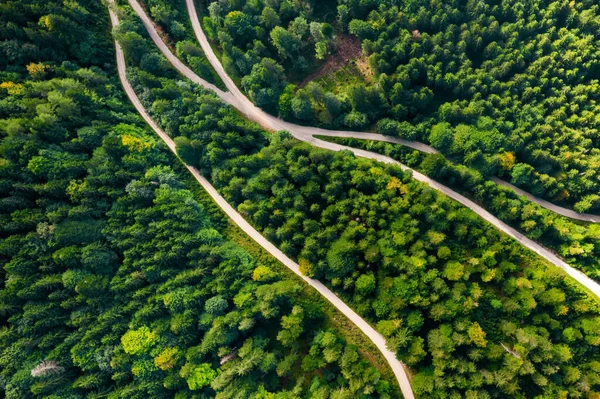 stock image Aerial view of roads in the middle of the forest with high spruce or pine trees. Young forest to avoid climate change and save biodiversity