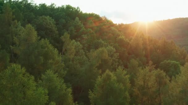 고지대에 의나무들 발합니다 하늘을 배경으로 시골의 지역을 비추는 — 비디오
