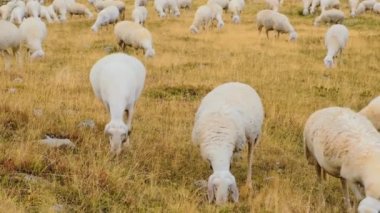 Fluffy sheep graze on slopes of giant Alpine mountains. Flock of hungry animals eat yellowed grass on pasture in highland on autumn day
