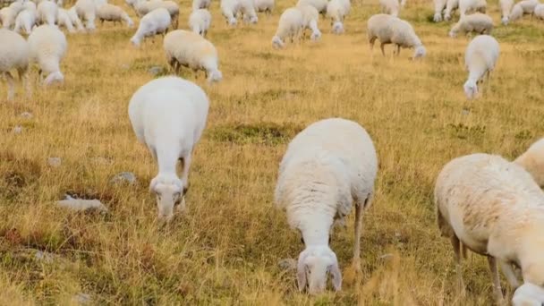 Fluffy Sheep Graze Slopes Giant Alpine Mountains Flock Hungry Animals — Video Stock