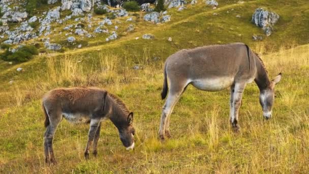 Donkeys Eat Dry Grass Hillside Meadow Alpine Mountains Blends Sloping — Stock Video