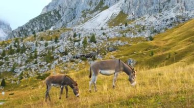 Donkey with baby eating grass on sloping meadows of Alps and uniting with mountain nature. Animals grazing on hillside meadow pasture