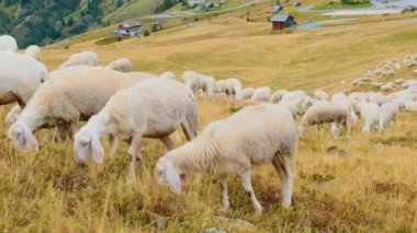 Flock of fluffy sheep grazes on pasture in scenic Alpine mountains. Hungry domestic animals eat yellowed grass on slopes near small village