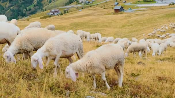 Flock Fluffy Sheep Grazes Pasture Scenic Alpine Mountains Hungry Domestic — Video Stock