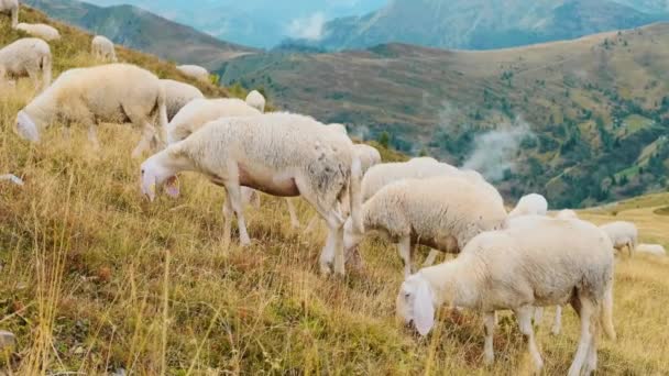 Hungry Sheep Graze Slopes Giant Alpine Mountains Haze Fluffy Domestic — Video Stock