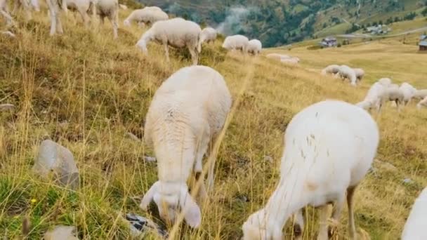 Fluffy Sheep Look Fresh Food Pasture Italian Alps Small Village — Video Stock
