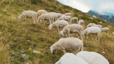 Flock of fluffy sheep grazes on slopes of giant Alpine mountains. Hungry domestic animals eat yellowed grass growing on pasture in highland