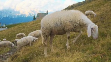Flock of sheep on great slopes of huge mountains against village house. Fluffy animals enjoy eating dry grass on Alpine mountains