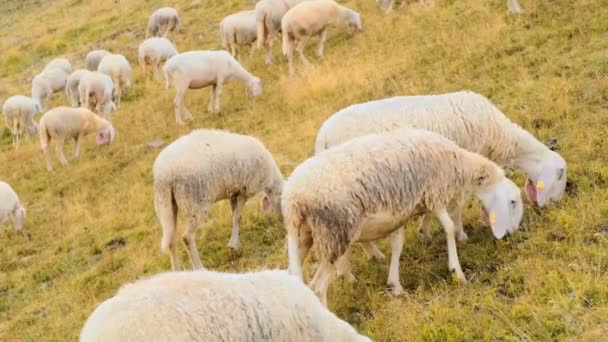 羊の巨大な群れおいしい草を食べ アルプスの丘の中腹の牧草地で自然との統合 山の牧草地でふわふわの動物 — ストック動画