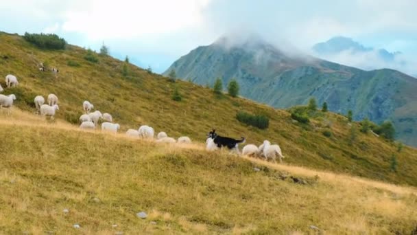 アルプスの山の中腹に羊の群れで犬のコントロールとドライブ ふわふわの動物は山の丘に対して乾燥した草を食べることを楽しむ — ストック動画
