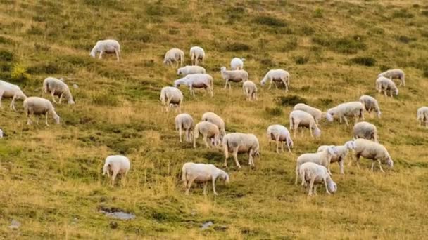 高山草原での羊の放牧の大規模な群れと山の自然との統合 アルパイン山の丘の中腹の牧草地でふわふわ動物飼料 — ストック動画