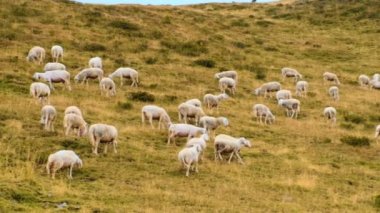 Large flock of sheep eats grass on alpine meadows and blends in with mountain nature. Fluffy animals grazing on sloping meadows of Alps