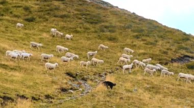 Herd of sheep runs exploring hillside meadow of Alps and looking for fresh grass. Flock of fluffy animals wants to graze on Alpine mountain slope