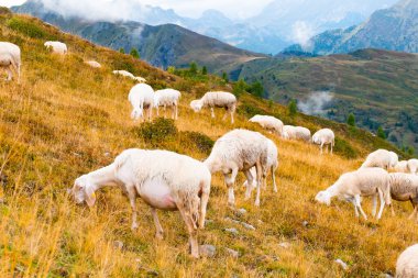 Herd of sheep runs exploring hillside meadow of Alps and looking for fresh grass. Flock of fluffy animals wants to graze on Alpine mountain slope