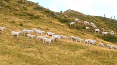 Flocks of sheep run looking for place to graze on mountain meadow. Herd of fluffy animals explores hillside meadow of Alpine mountains