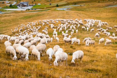 Sheep eats grass on alpine meadows and blends in with mountain nature. Fluffy animals grazing on sloping meadows of Alps