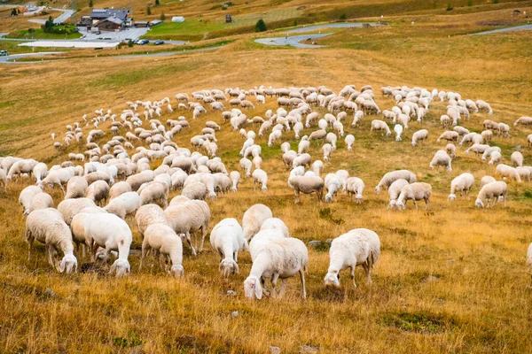 Sheep eats grass on alpine meadows and blends in with mountain nature. Fluffy animals grazing on sloping meadows of Alps