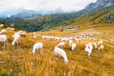 Sheeps eat grass at sunset in a meadow with Alps mountains on the background. 