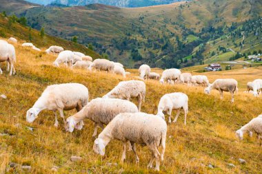 Huge herd of sheep eating yummy grass and uniting with nature on hillside meadow of Alps. Fluffy animals feed on mountain pastures