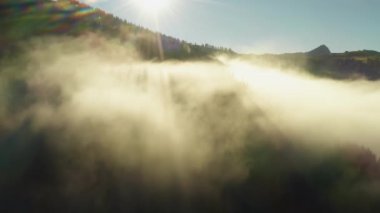 Dense foggy clouds cover large forests in highland of Alps at bright sunrise. Giant forestry mountains under clear blue sky aerial view