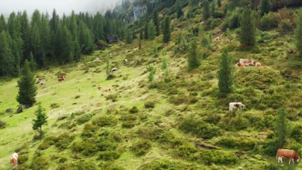 Hospodářská Zvířata Jedí Trávu Horských Pastvinách Hrubé Pastviny Pokryté Lehkou — Stock video