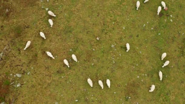 Flock Sheep Examines Mountain Pastures Traditional Rough Grazing Hill Slopes — Video Stock