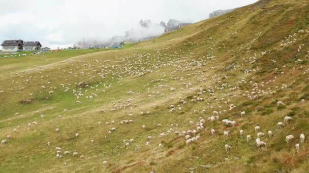 Flock Sheep Grazing Mountain Slope Pasture Grey Sky Clouds Buses — Stockvideo
