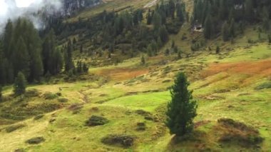 Autumn brown meadow on Alpine mountain slope covered with mist for livestock grazing. Herd of cows eats grass and walks on mountain pasture
