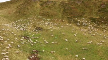 Flock of white sheep walks on mountain slope meadow and looks for grass on Pass Giau. Fluffy animals look for mountain pastures and rough grazing
