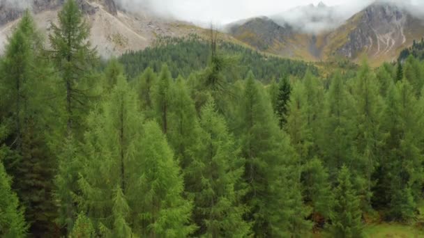 Forestry Valley Surrounded High Rocky Mountain Cliffs Autumn Vast Pastures — Video Stock