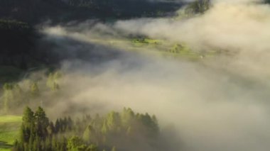 Dense foggy clouds hover over forest with green trees and grass. Scenic landscape in highland of Alps at morning sunrise aerial view