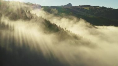 Bright sunlight breaks through fir trees growing in highland at sunrise. Dense fog covers forestry mountains on sunny morning aerial view
