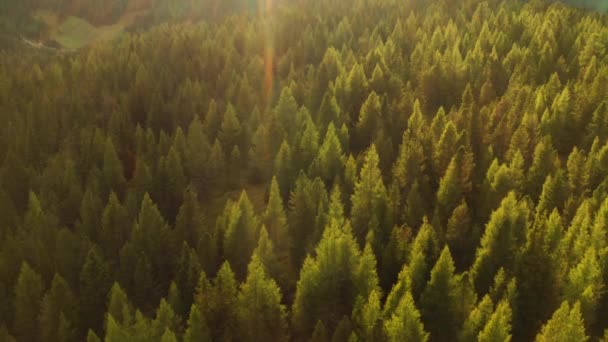Jasne Światło Słoneczne Oświetla Wiecznie Zielone Wierzchołki Dużych Lasów Górach — Wideo stockowe