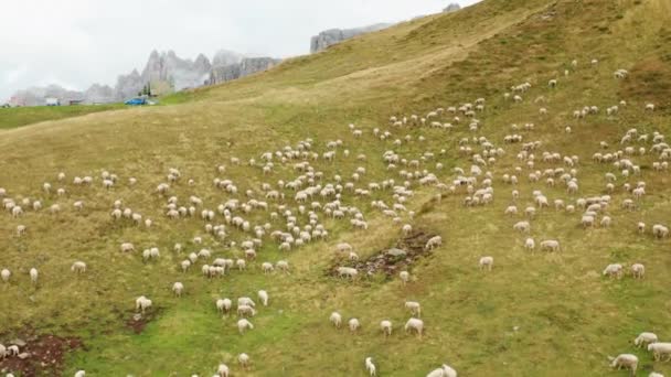 Flock Sheep Eats Grass Rough Grazing High Mountain Pass Explored — Video Stock