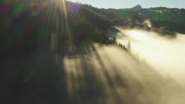 Sun rays shine through fir tree branches covered with dense fog at sunrise. Early morning in highland of forestry Alps aerial view
