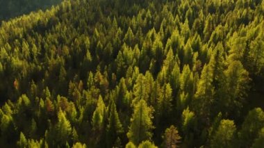 Green coniferous treetops in forest illuminated by bright sunlight. Trees grow on forestry mountains in Italian Alps at sunset aerial view