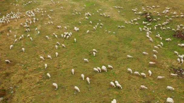 Flock Sheep Enjoys Eating Grass Mountain Valley Meadow Alps Fluffy — Video Stock