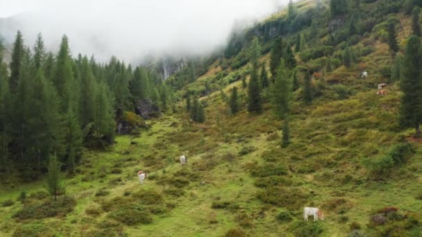 Mountain Pasture Hill Slope Covered Mist Grazing Livestock Herd Domestic — Wideo stockowe