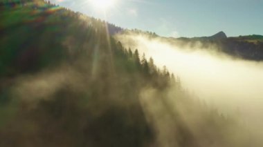 Rays of sun break through branches of fir trees in Alps at bright sunrise. Giant forestry mountains covered by dense fog aerial view