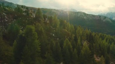 Large forest with green coniferous trees surrounded by giant mountains at sunset. Scenic landscape in highland at sunlight aerial view