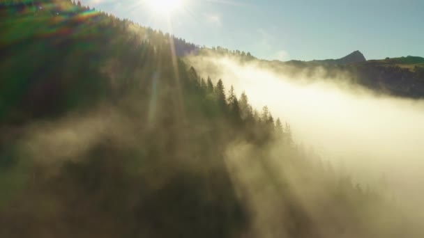 Güneş Işınları Alpler Deki Köknar Ağaçlarının Dallarını Parlak Gündoğumunda Delip — Stok video