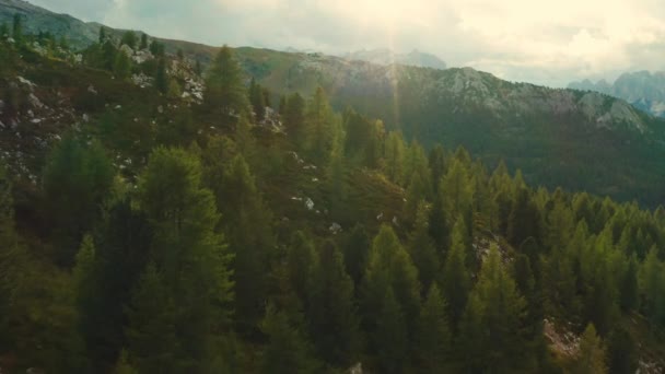 Stor Skog Med Gröna Barrträd Omgivna Gigantiska Berg Vid Solnedgången — Stockvideo