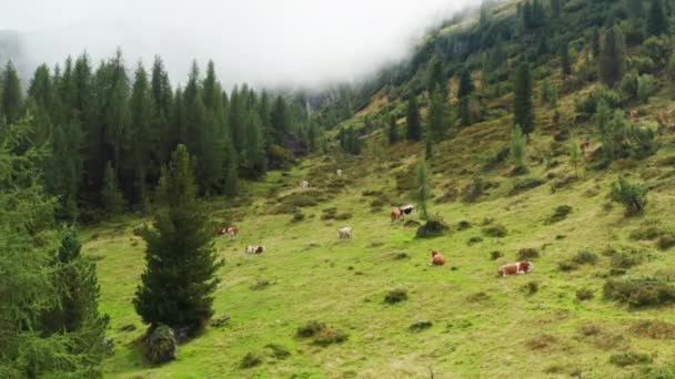 Livestock Grazing Relaxing Mountain Meadow Domestic Cows Enjoy Eating Fresh — Stock Video