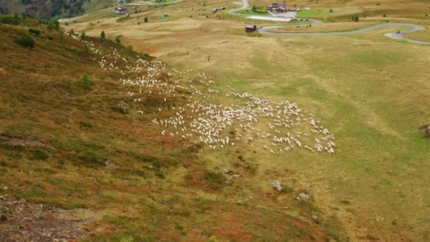Gregge Pecore Corre Sui Pascoli Autunnali Vicino Piccolo Villaggio Nella — Video Stock