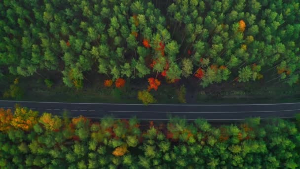 Двосмугова Дорога Тягнеться Серед Пишних Зелених Пофарбованих Дерев Ростуть Лісі — стокове відео